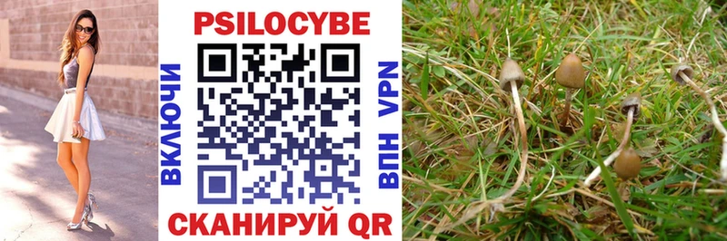 где купить наркоту  Навашино  Галлюциногенные грибы Psilocybe 